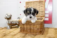 Daisy ( toy size), a female Yorkshire Terrier and Morkie for sale in Russellville, KY – 1 of 5