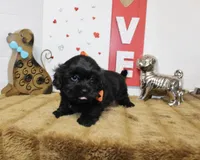 Onyx, a male Shihpoo and Shih Tzu for sale in Russellville, KY – 4 of 7