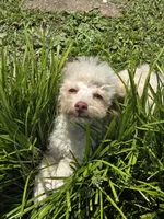 Tiny Tim toy size green eyes, a male Poodle - Toy  and Miniature Aussiedoodle for sale in Russellville, KY – 9 of 10