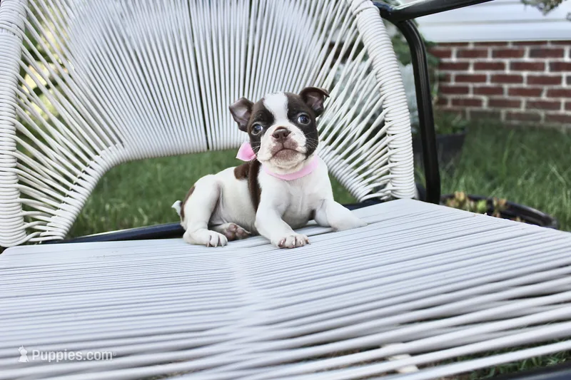 Dottie – Boston Terrier puppy for sale in Russellville, KY