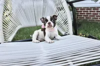 Dottie, a female Boston Terrier for sale in Russellville, KY – 1 of 5