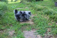 Beebee ,(blue eye), a female Pomeranian and Poodle - Toy  for sale in Russellville, KY – 7 of 9