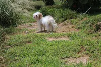 Lilly (toy size 5~6 lbs), a female Maltese and Yorkshire Terrier for sale in Russellville, KY – 4 of 6