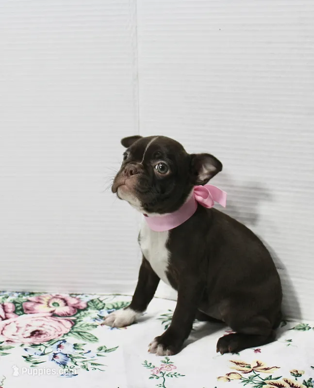 Bubbles – Boston Terrier puppy for sale in Russellville, KY