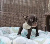 Bubbles, a female Boston Terrier for sale in Russellville, KY – Photo 2 of 5