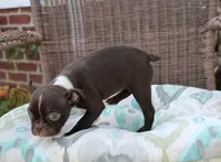 Bubbles, a female Boston Terrier for sale in Russellville, KY – Photo 5 of 5