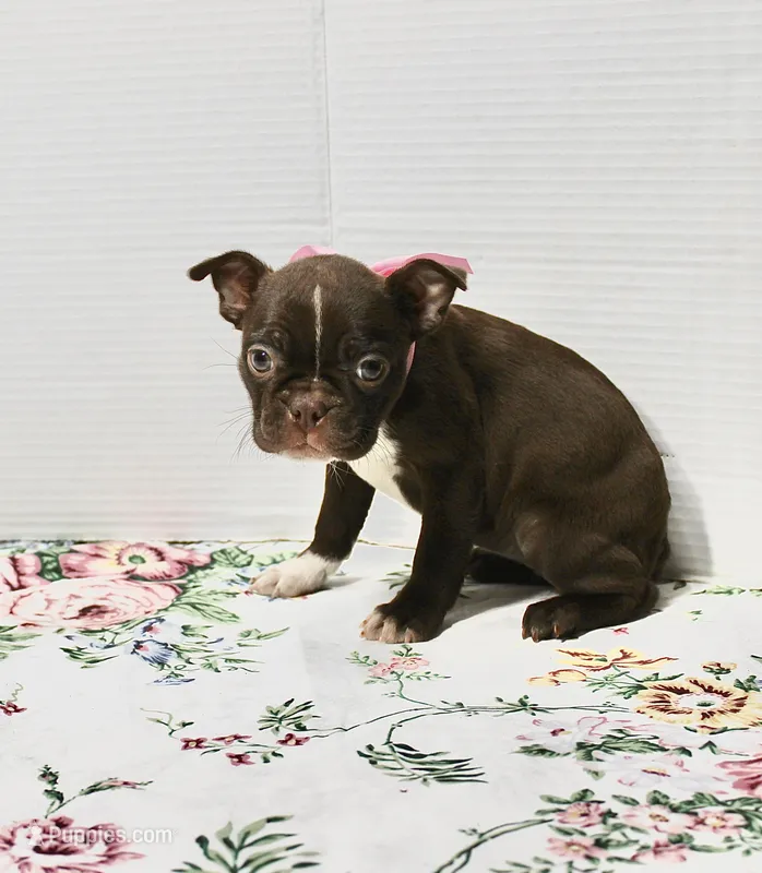 Bubbles – Boston Terrier puppy for sale in Russellville, KY