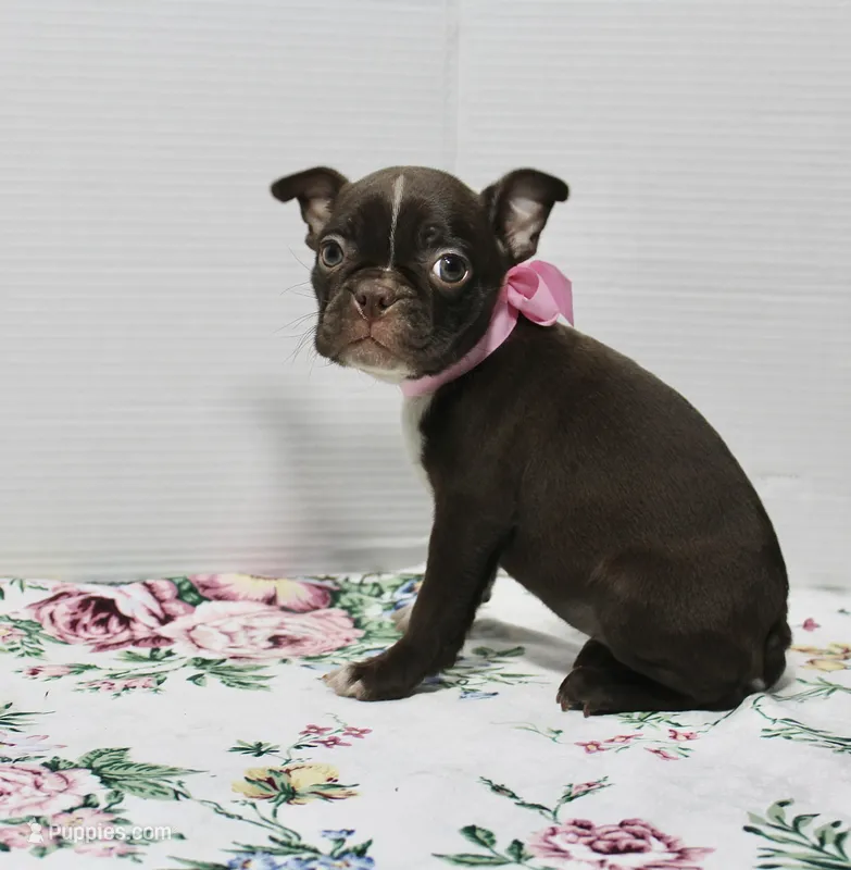 Bubbles – Boston Terrier puppy for sale in Russellville, KY