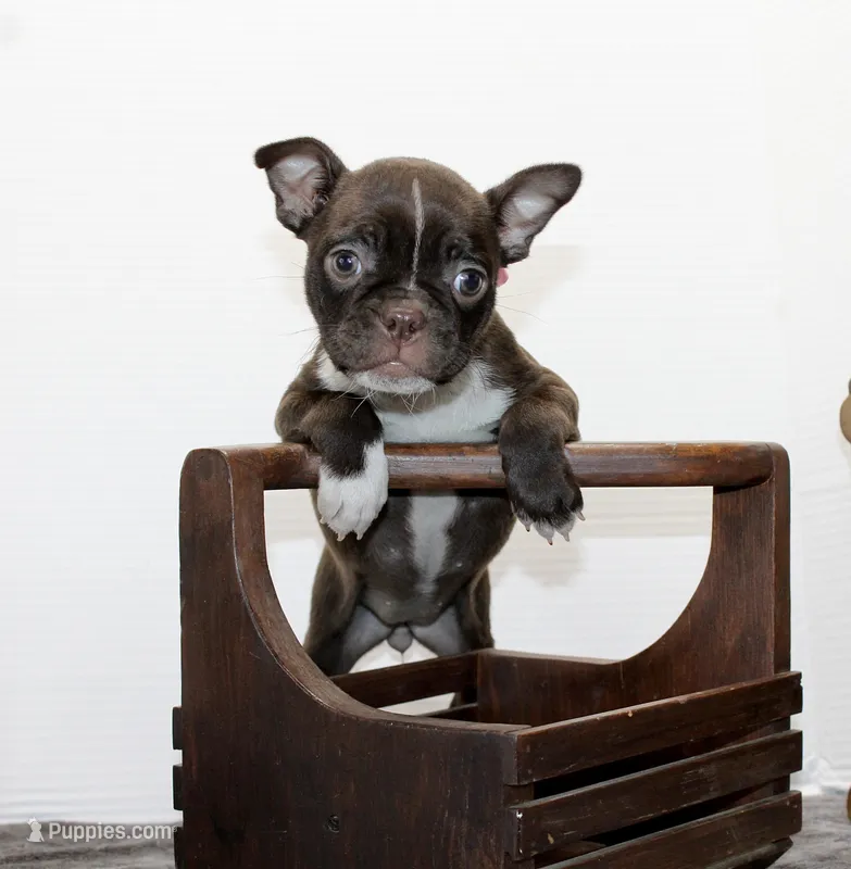 Bubbles – Boston Terrier puppy for sale in Russellville, KY