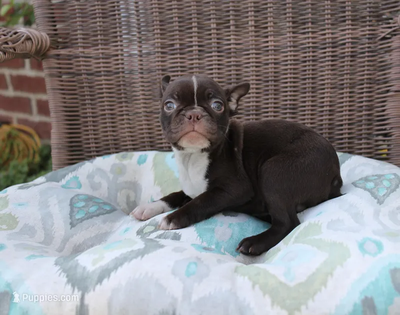 Bubbles – Boston Terrier puppy for sale in Russellville, KY