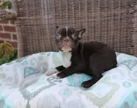 Bubbles, a female Boston Terrier for sale in Russellville, KY – Photo 1 of 5