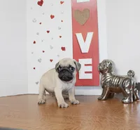 Pugtunia, a female Pug for sale in Russellville, KY – 6 of 9