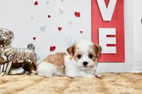 Spot (toy size), a male Yorkshire Terrier and Morkie for sale in Russellville, KY – 3 of 6