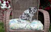 Merle, a male Pomapoo and Pomeranian for sale in Russellville, KY – 3 of 5