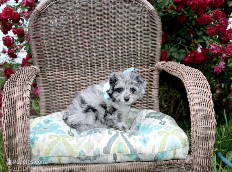 Merle – Pomeranian, Poodle - Toy  puppy for sale in Russellville, KY