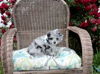 Merle, a male Pomapoo and Pomeranian for sale in Russellville, KY – 5 of 5