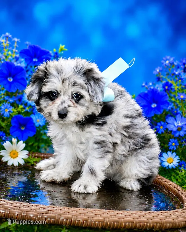 Merle – Pomeranian, Poodle - Toy  puppy for sale in Russellville, KY