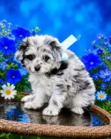 Merle, a male Pomeranian and Poodle - Toy  for sale in Russellville, KY – 1 of 6