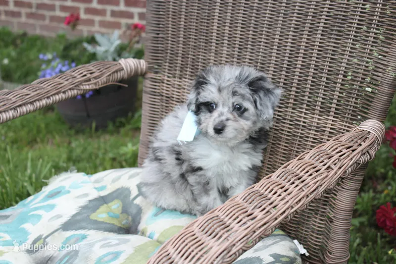 Merle – Pomeranian, Poodle - Toy  puppy for sale in Russellville, KY