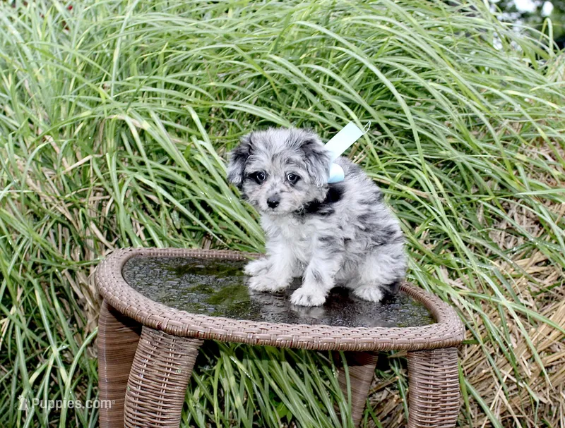 Merle – Pomapoo, Pomeranian puppy for sale in Russellville, KY