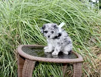 Merle, a male Pomapoo and Pomeranian for sale in Russellville, KY – 1 of 5