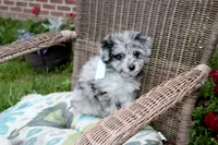 Merle, a male Pomapoo and Pomeranian for sale in Russellville, KY – 4 of 5
