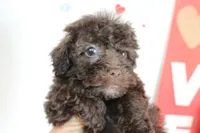 Brownie, a female Yorkipoo and Yorkshire Terrier for sale in Russellville, KY – 4 of 7