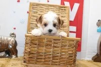 Spot (toy size), a male Yorkshire Terrier and Morkie for sale in Russellville, KY – 4 of 6