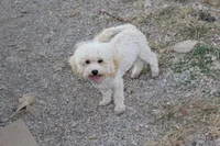 Princess fluff, a female Cockapoo and Cocker Spaniel for sale in Russellville, KY – 9 of 9