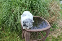 Barney, a male Maltese and Poodle - Toy  for sale in Russellville, KY – 5 of 7