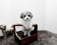 Barney, a male Maltese and Poodle - Toy  for sale in Russellville, KY – Photo 3 of 9