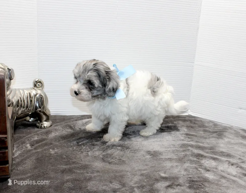 Barney – Maltese, Poodle - Toy  puppy for sale in Russellville, KY