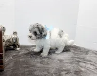 Barney, a male Maltese and Poodle - Toy  for sale in Russellville, KY – Photo 2 of 9