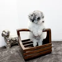 Barney, a male Maltese and Poodle - Toy  for sale in Russellville, KY – Photo 4 of 9