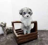 Barney, a male Maltese and Poodle - Toy  for sale in Russellville, KY – Photo 5 of 9