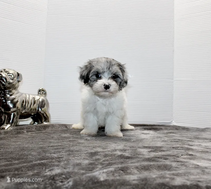 Barney – Maltese, Poodle - Toy  puppy for sale in Russellville, KY