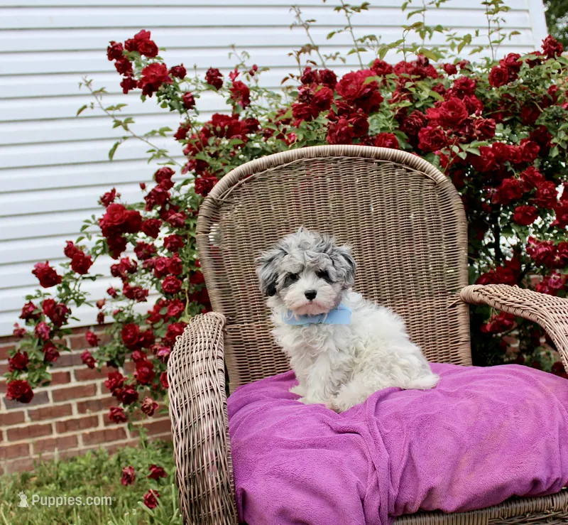 Barney – Maltese, Poodle - Toy  puppy for sale in Russellville, KY