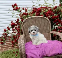 Barney, a male Maltese and Poodle - Toy  for sale in Russellville, KY – 2 of 7