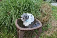 Barney, a male Maltese and Poodle - Toy  for sale in Russellville, KY – 6 of 7