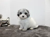 Barney, a male Maltese and Poodle - Toy  for sale in Russellville, KY – Photo 9 of 9