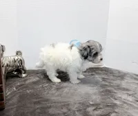 Barney, a male Maltese and Poodle - Toy  for sale in Russellville, KY – Photo 7 of 9