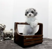 Barney, a male Maltese and Poodle - Toy  for sale in Russellville, KY – Photo 1 of 9