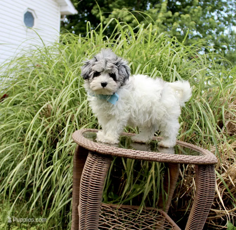 Barney – Maltese, Poodle - Toy  puppy for sale in Russellville, KY