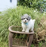 Barney, a male Maltese and Poodle - Toy  for sale in Russellville, KY – 4 of 7
