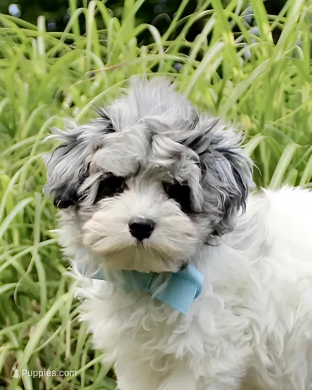 Barney – Maltese, Poodle - Toy  puppy for sale in Russellville, KY