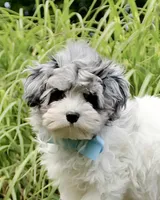 Barney, a male Maltese and Poodle - Toy  for sale in Russellville, KY – 1 of 7