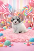 Barney, a male Maltese and Poodle - Toy  for sale in Russellville, KY – Photo 1 of 10