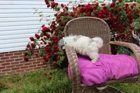Barney, a male Maltese and Poodle - Toy  for sale in Russellville, KY – 7 of 7