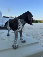  Chug, a male German Shorthaired Pointer for sale in Beaufort, MO – 2 of 10
