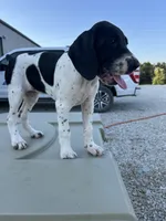 Liz, a female German Shorthaired Pointer for sale in Beaufort, MO – 2 of 6